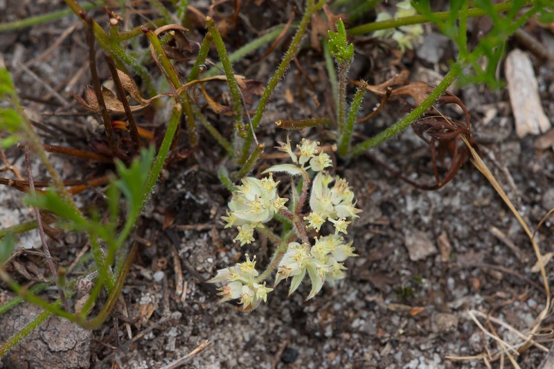 Xanthosia leiophylla
