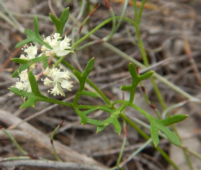 Xanthosia leiophylla photo 2