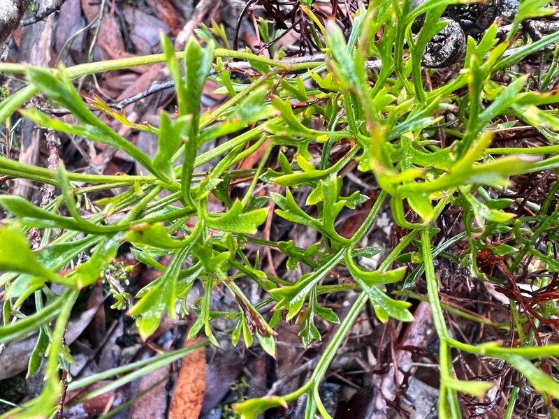 Xanthosia leiophylla photo 3
