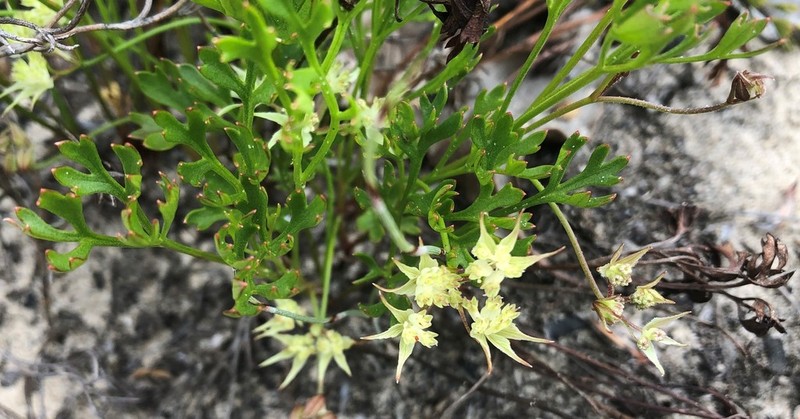 Xanthosia leiophylla photo 4