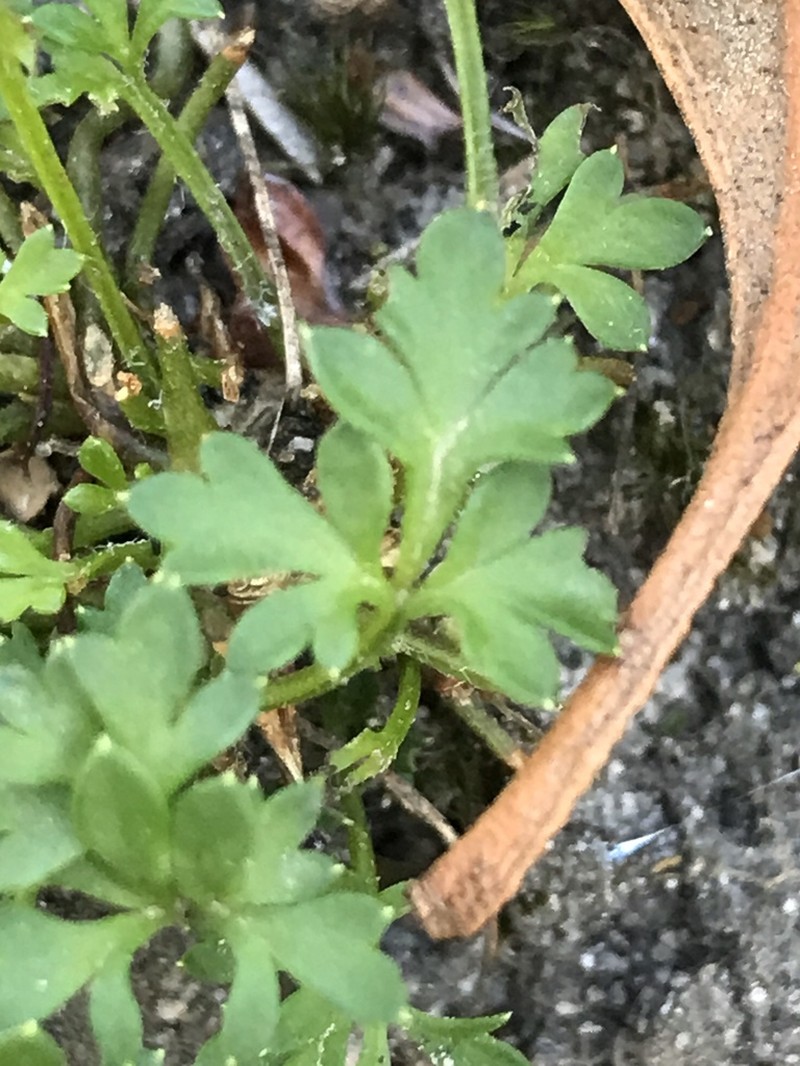 Xanthosia leiophylla photo 5