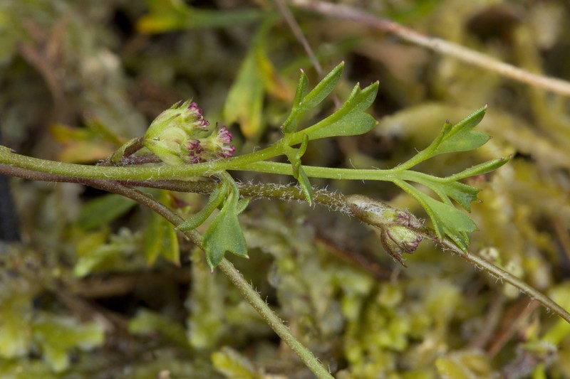 Xanthosia leiophylla photo 6
