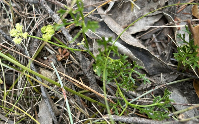 Xanthosia leiophylla photo 7