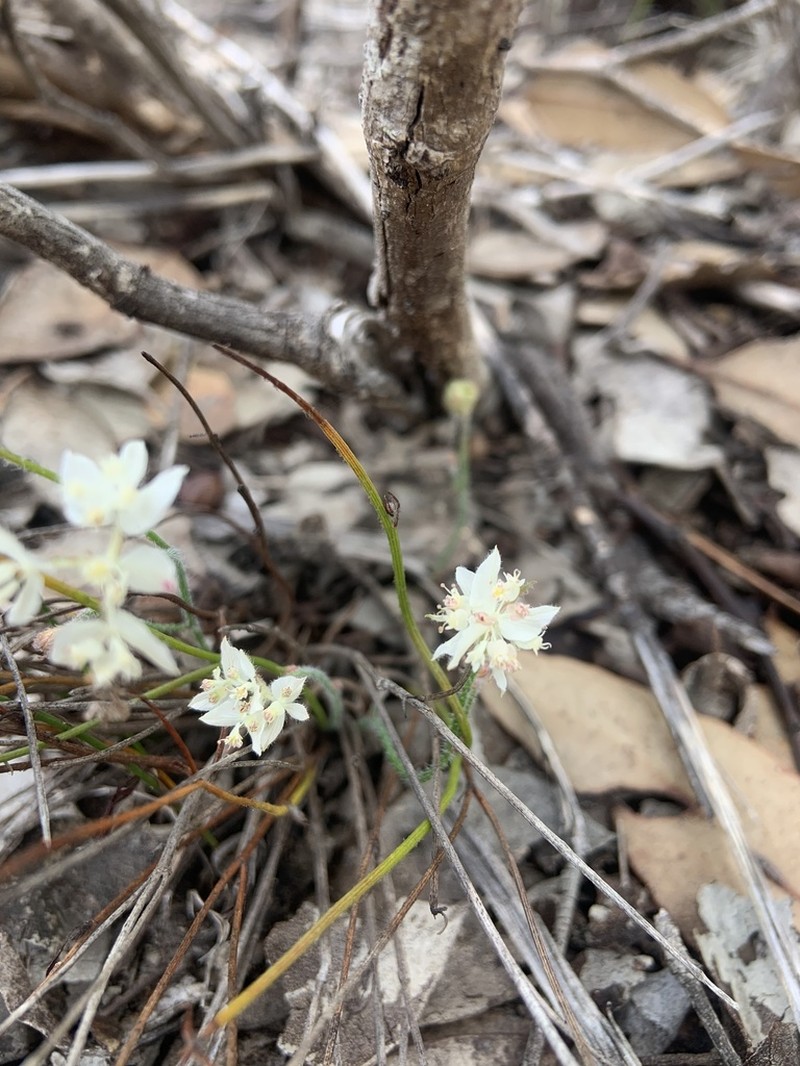 Xanthosia peduncularis