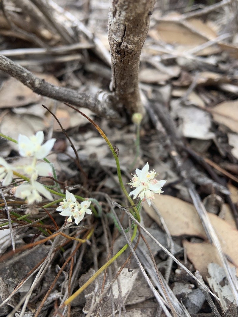 Xanthosia peduncularis photo 2