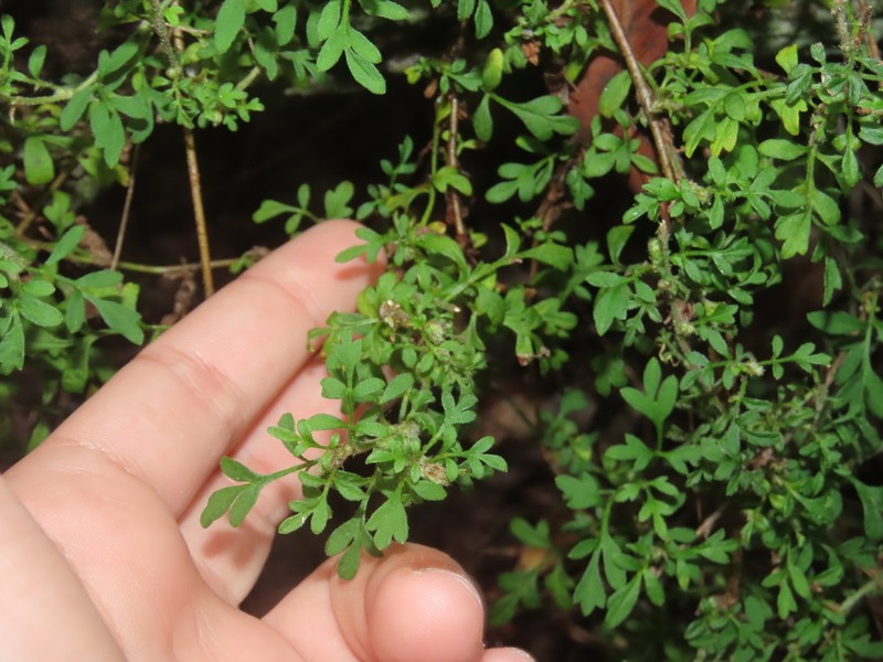 Xanthosia pilosa