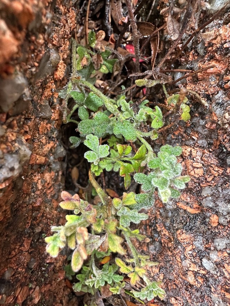 Xanthosia pilosa photo 2