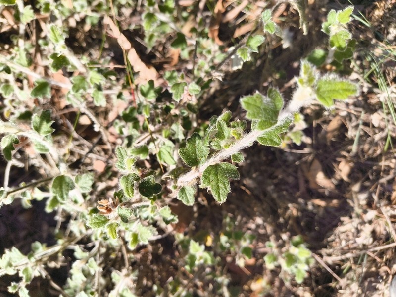 Xanthosia pilosa photo 3