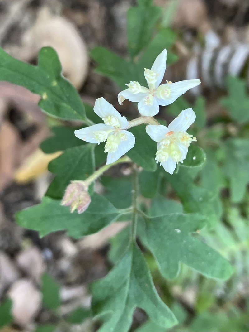 Xanthosia pilosa photo 4