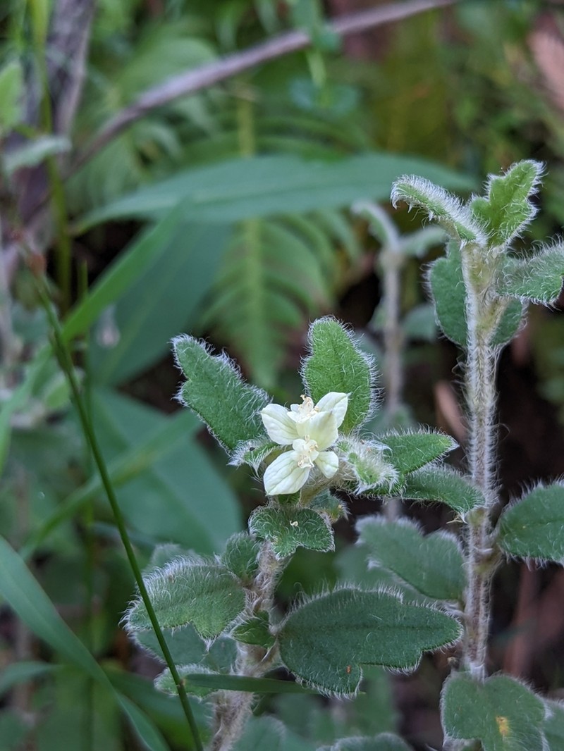 Xanthosia pilosa photo 5