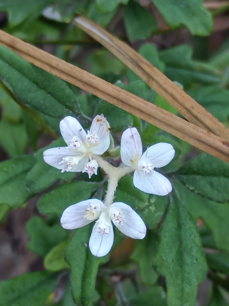Xanthosia pilosa photo 6