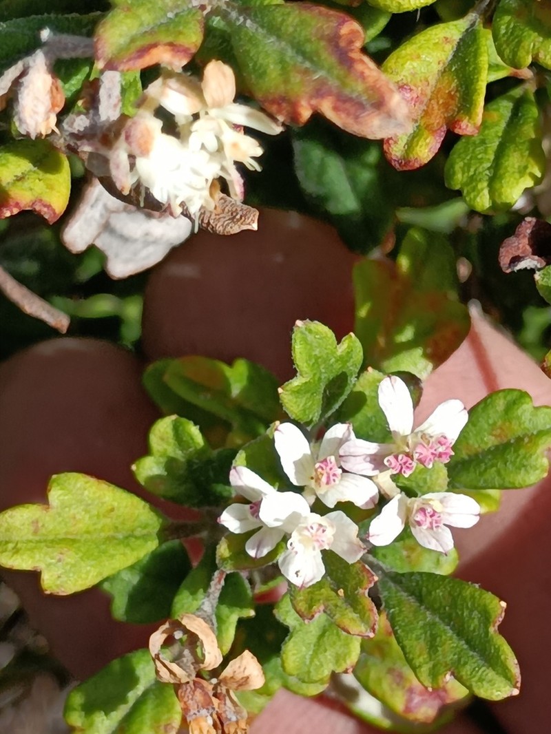 Xanthosia pilosa photo 7