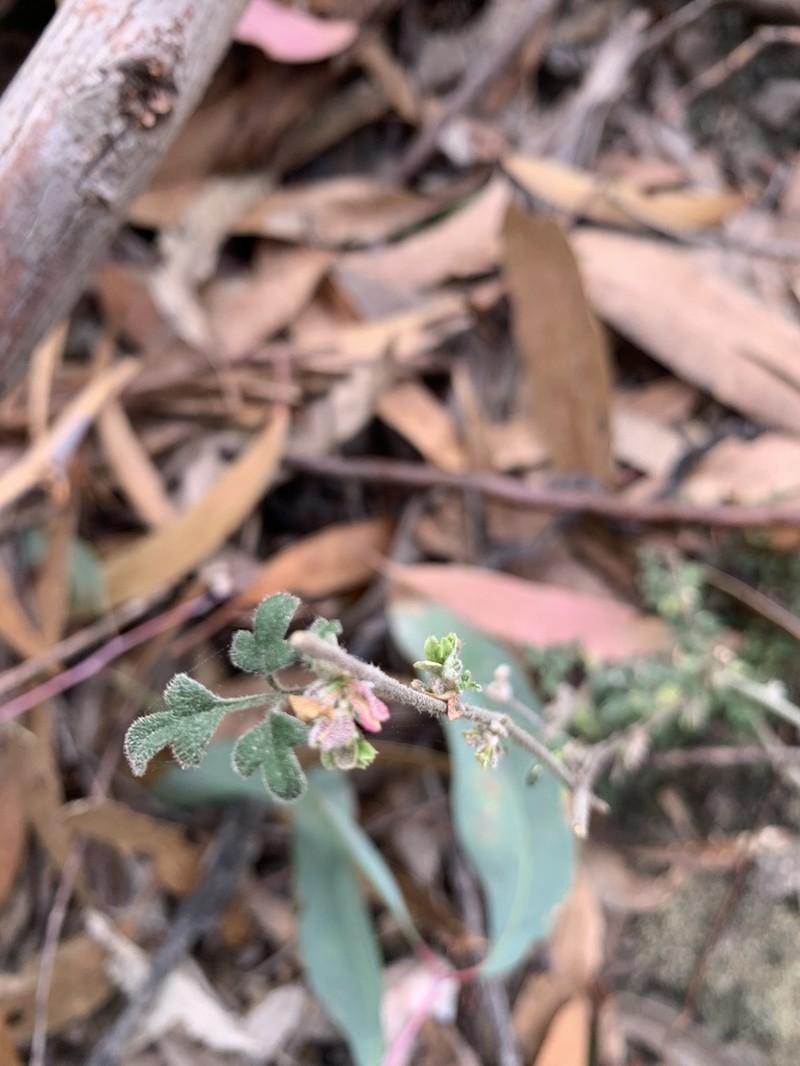 Xanthosia pilosa photo 8