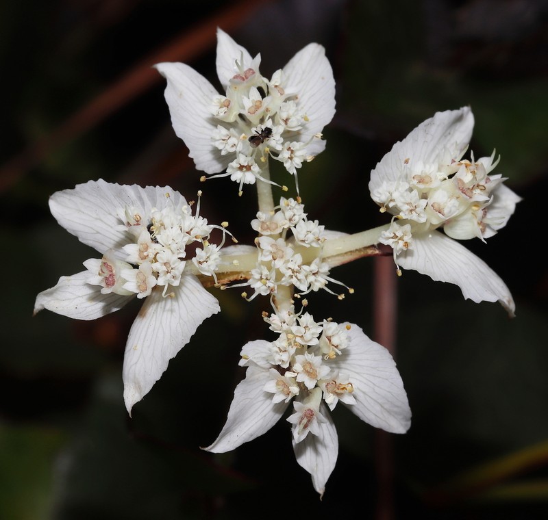 Xanthosia rotundifolia photo 3