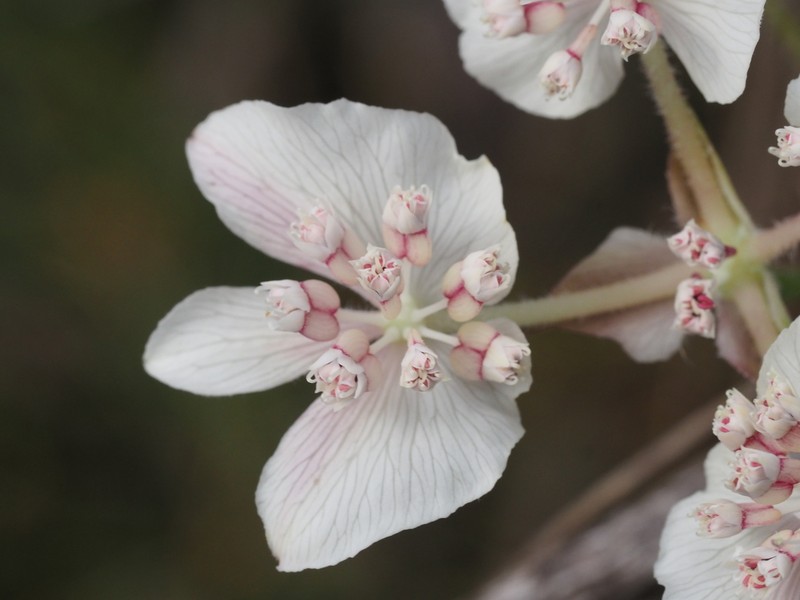 Xanthosia rotundifolia photo 4