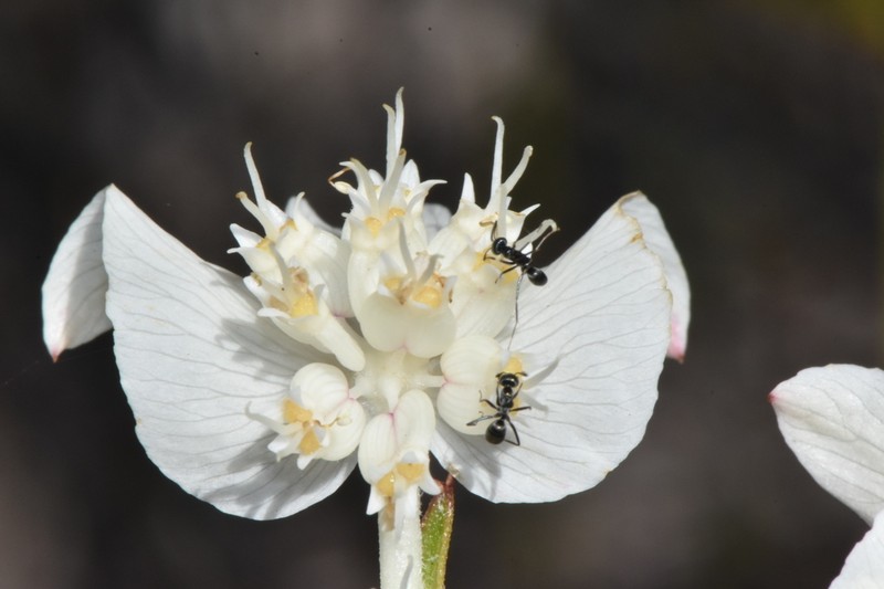 Xanthosia rotundifolia photo 5