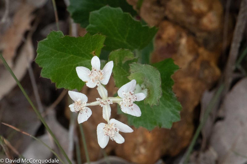 Xanthosia rotundifolia photo 6