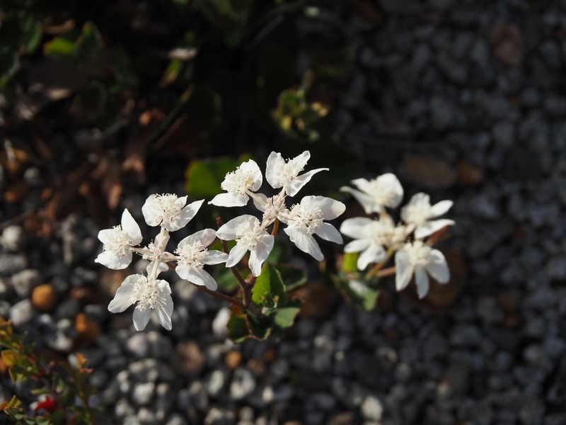 Xanthosia rotundifolia photo 7