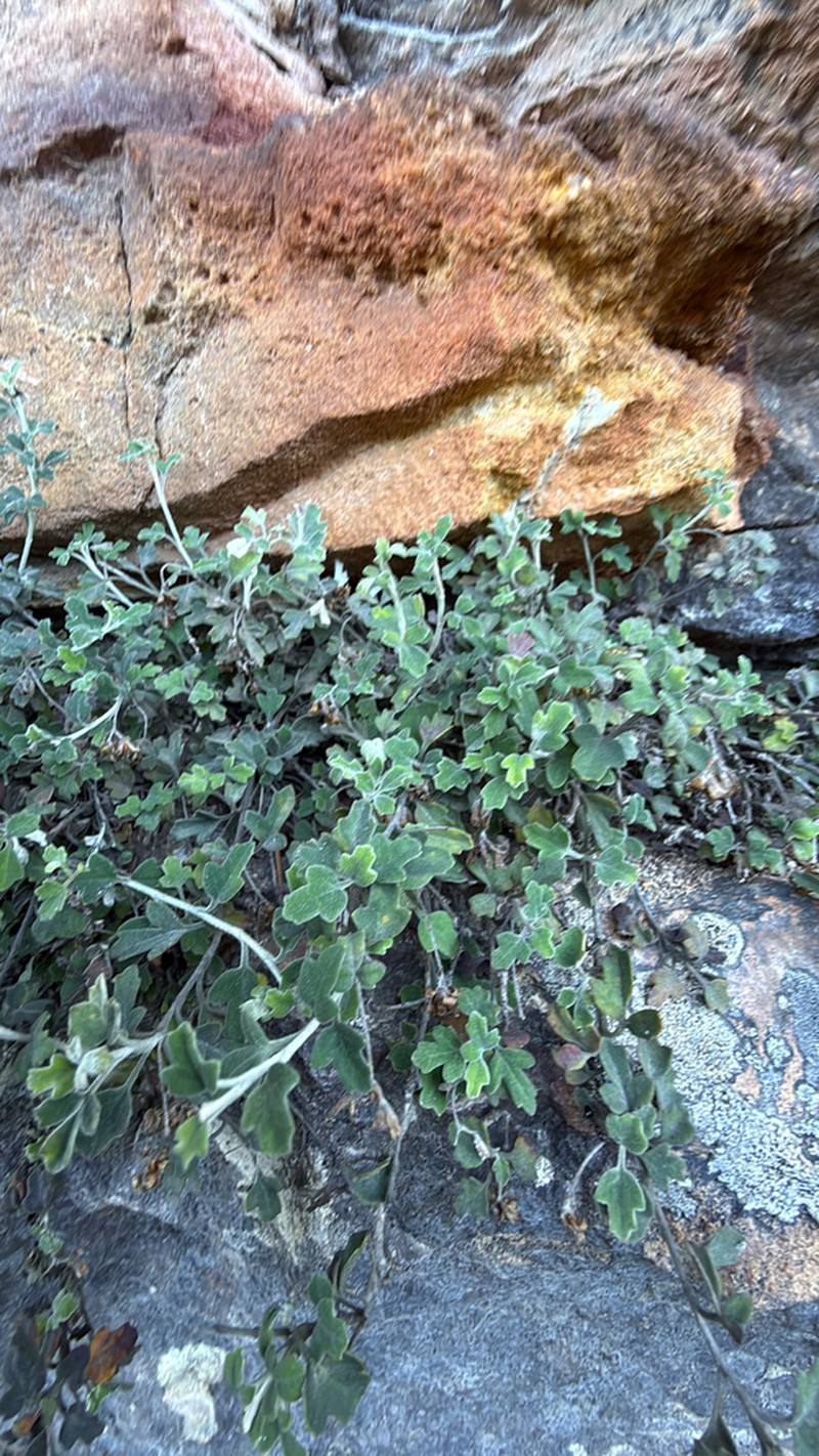 Xanthosia scopulicola photo 2