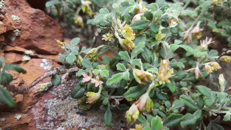 Xanthosia scopulicola photo 3