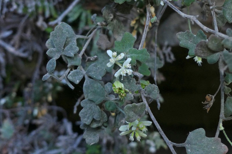 Xanthosia scopulicola photo 4
