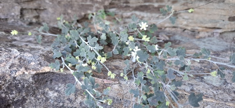 Xanthosia scopulicola photo 5