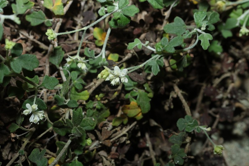 Xanthosia scopulicola photo 6