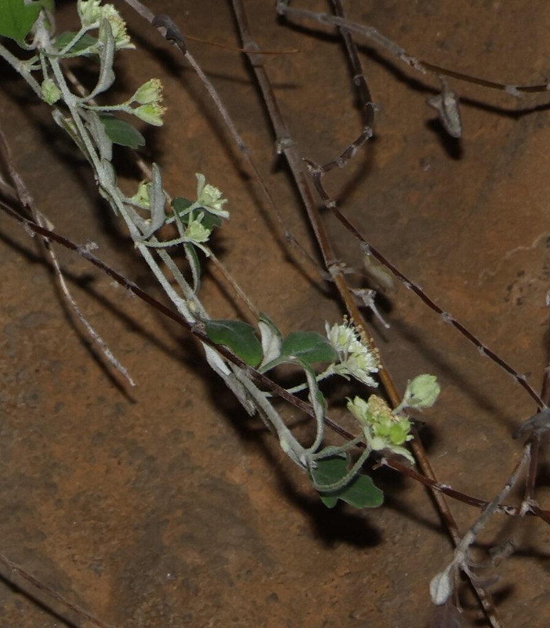 Xanthosia scopulicola photo 7