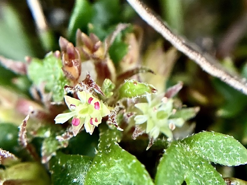 Xanthosia singuliflora