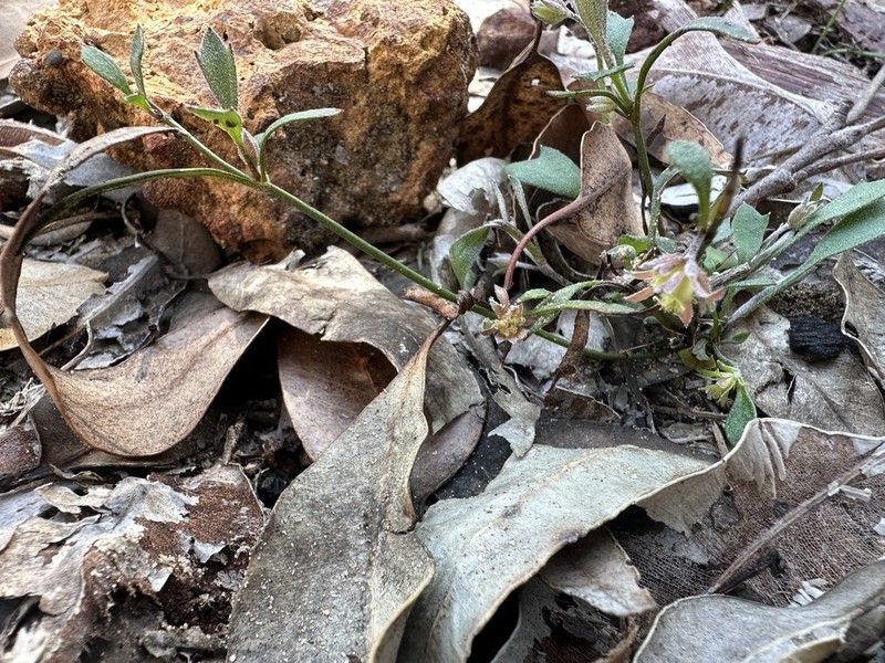 Xanthosia singuliflora photo 2