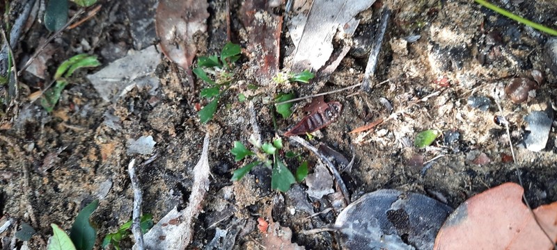 Xanthosia singuliflora photo 3