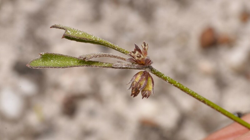 Xanthosia singuliflora photo 4