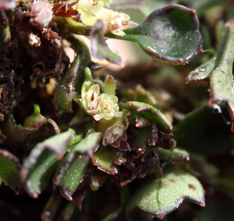Xanthosia singuliflora photo 5