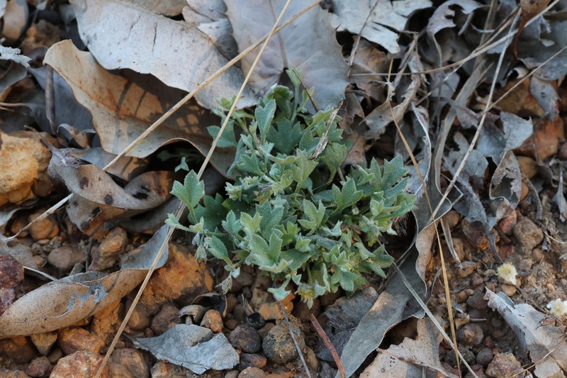 Xanthosia singuliflora photo 6