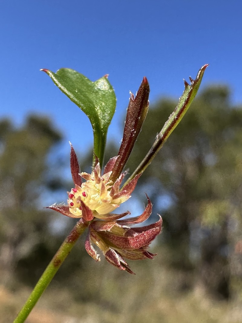 Xanthosia singuliflora photo 7