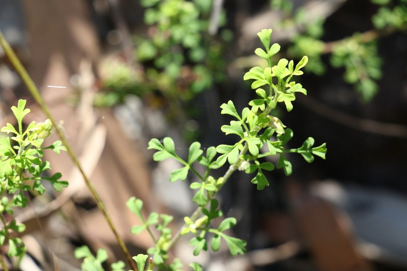 Xanthosia stellata photo 2