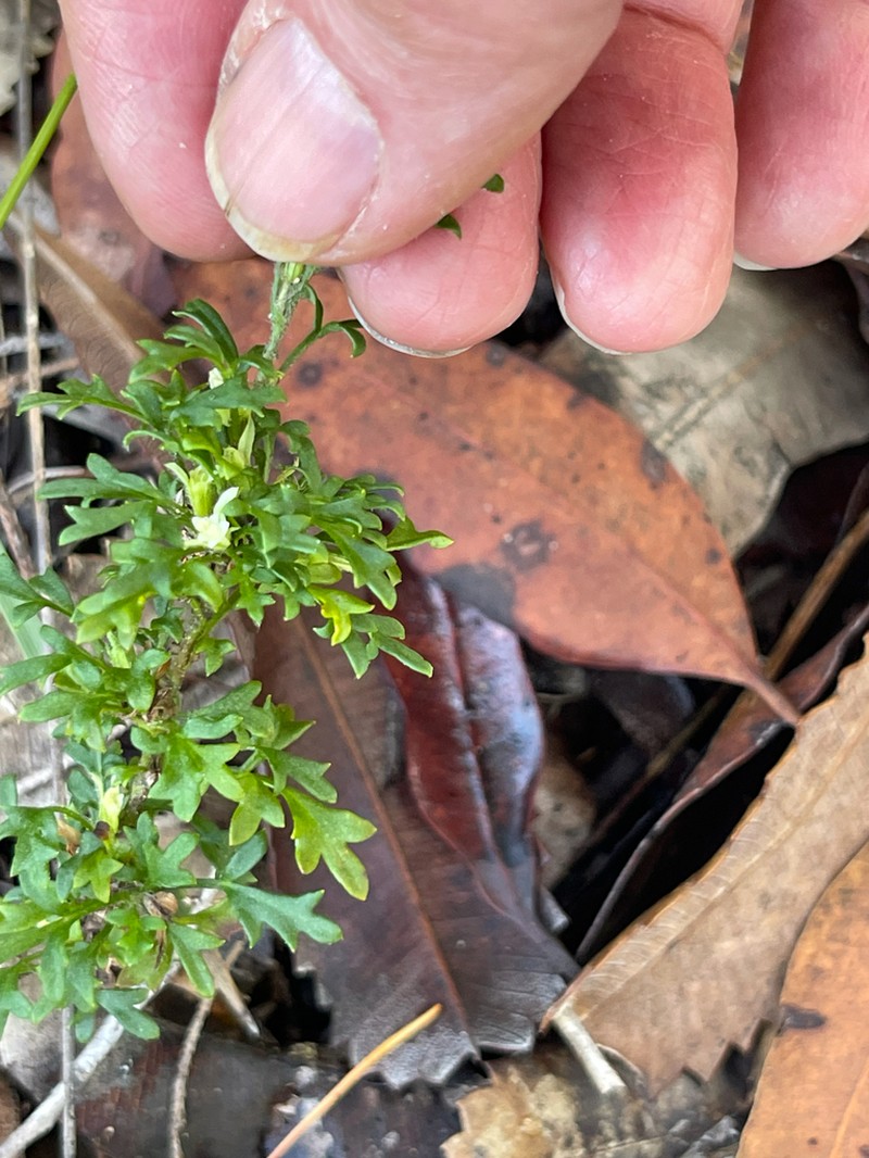 Xanthosia stellata photo 3