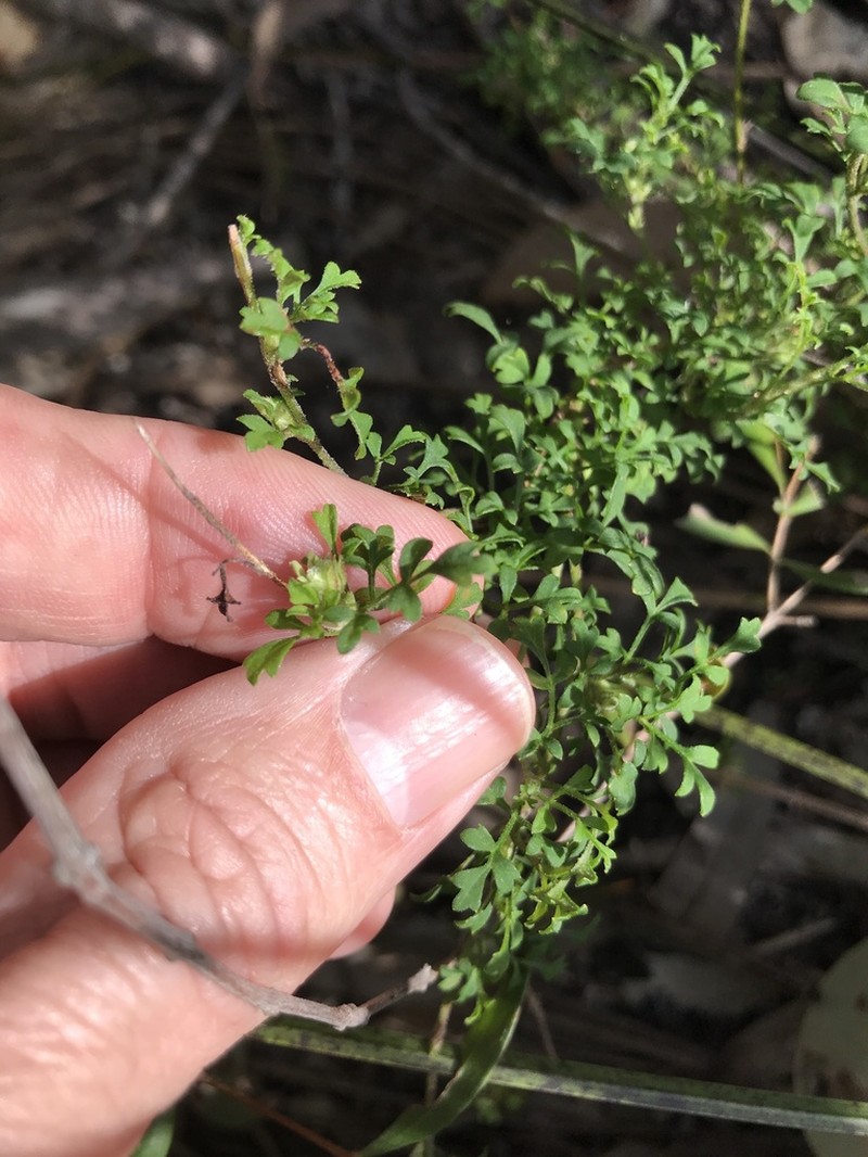 Xanthosia stellata photo 4
