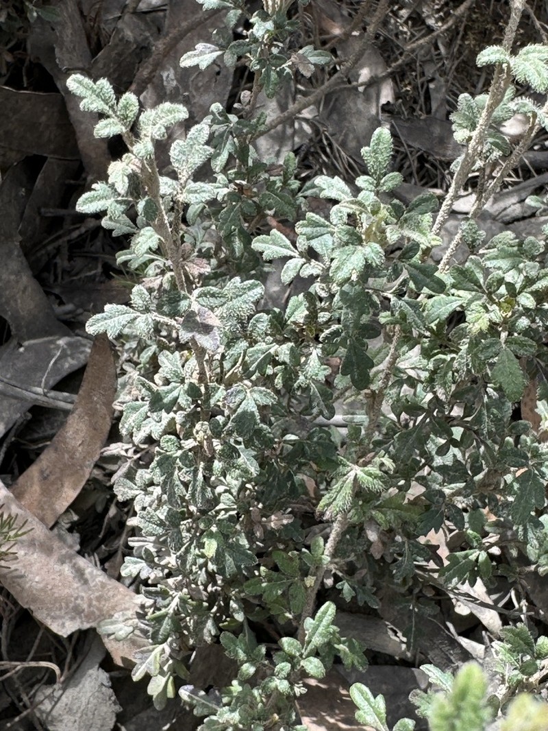 Xanthosia stellata photo 5