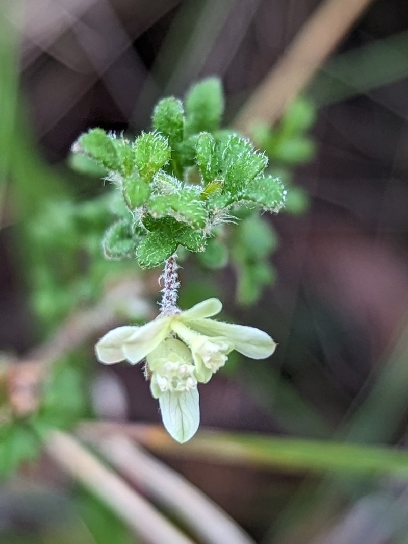 Xanthosia stellata photo 6