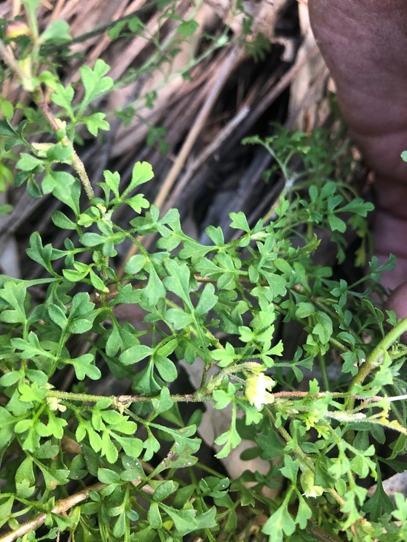 Xanthosia stellata photo 7
