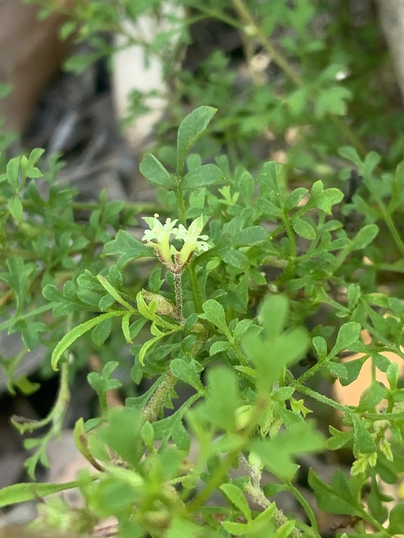 Xanthosia stellata photo 8