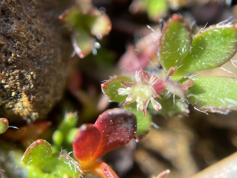 Xanthosia tasmanica