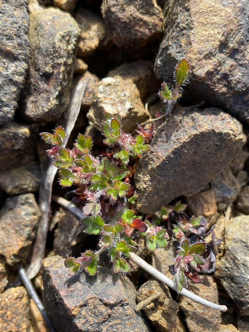 Xanthosia tasmanica photo 2