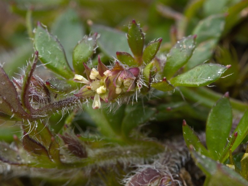 Xanthosia tasmanica photo 3