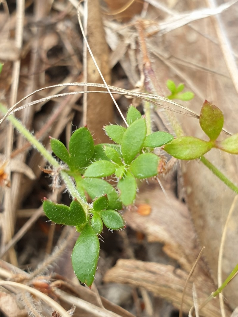 Xanthosia tasmanica photo 4