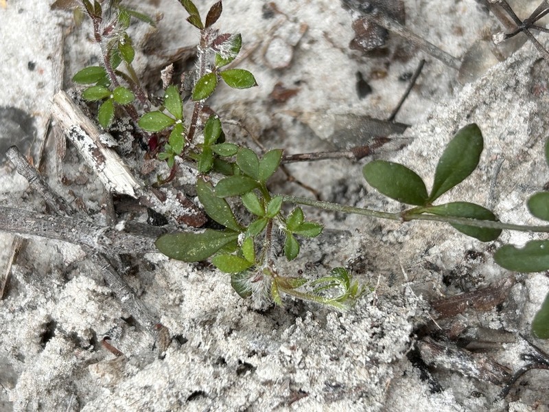 Xanthosia tasmanica photo 5