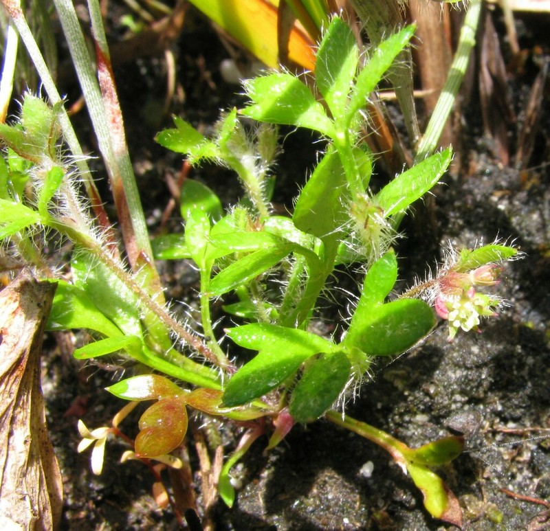 Xanthosia tasmanica photo 6