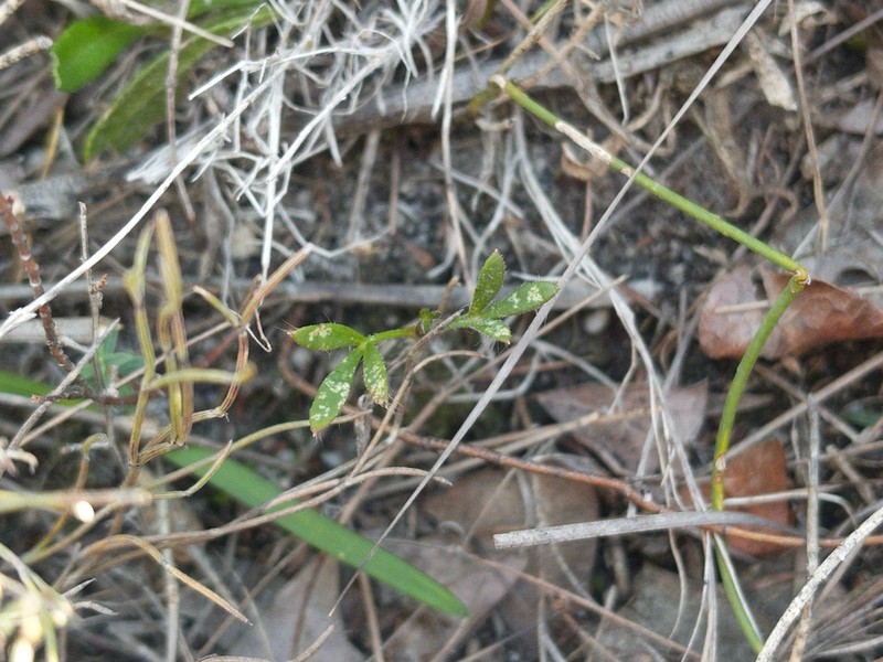 Xanthosia tasmanica photo 7