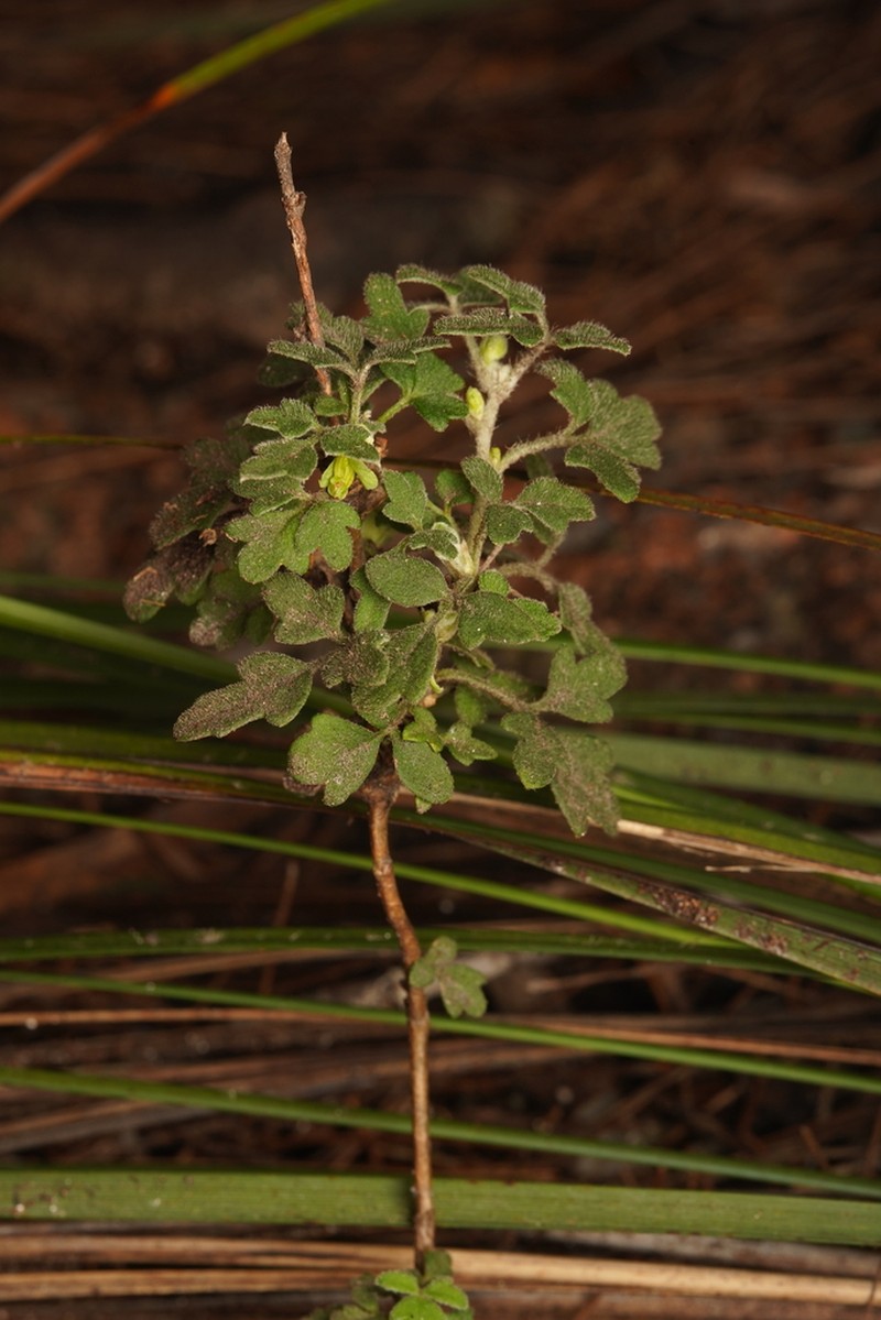 Xanthosia ternifolia photo 2